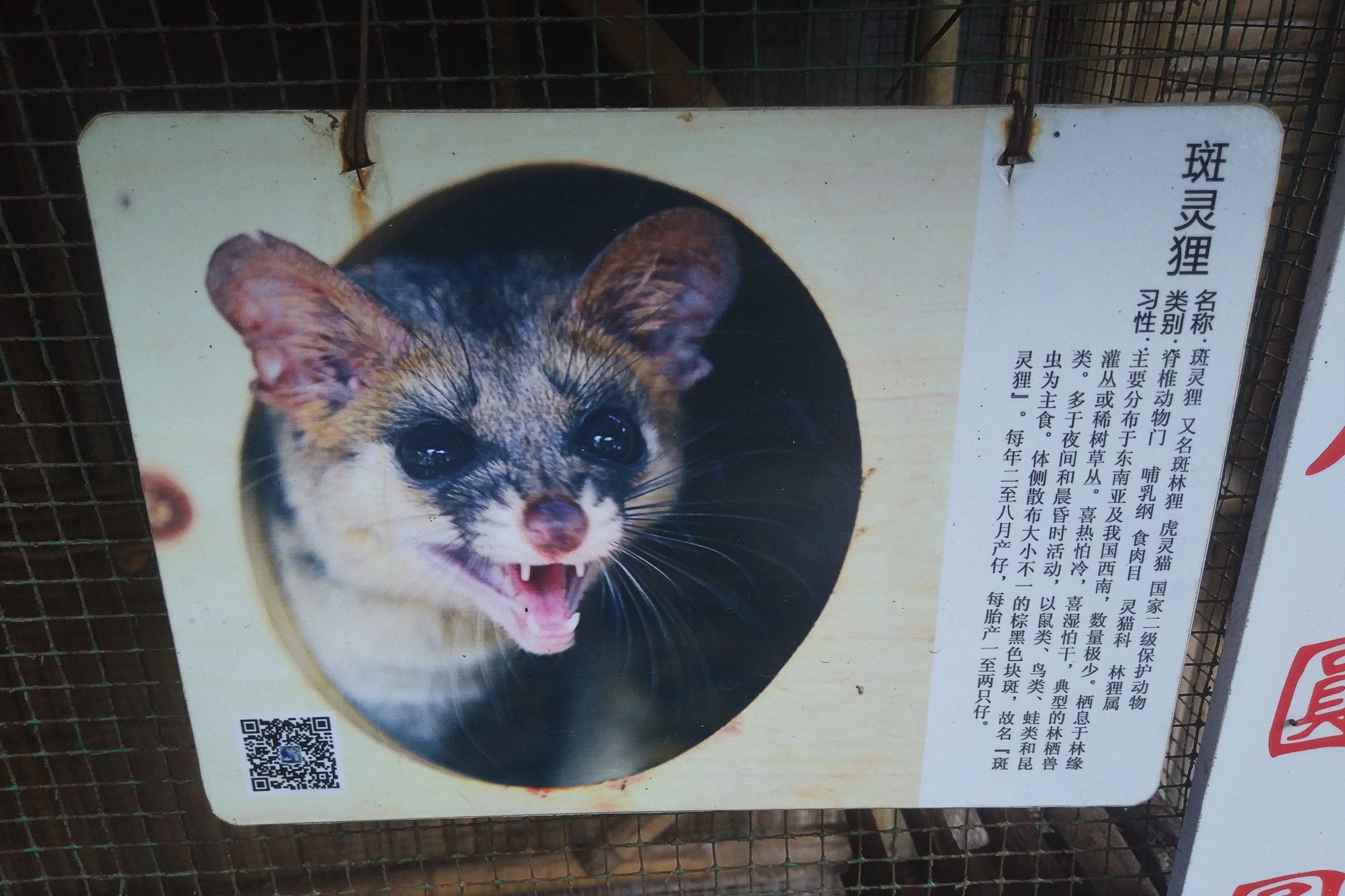 Spotted Linsang Sign