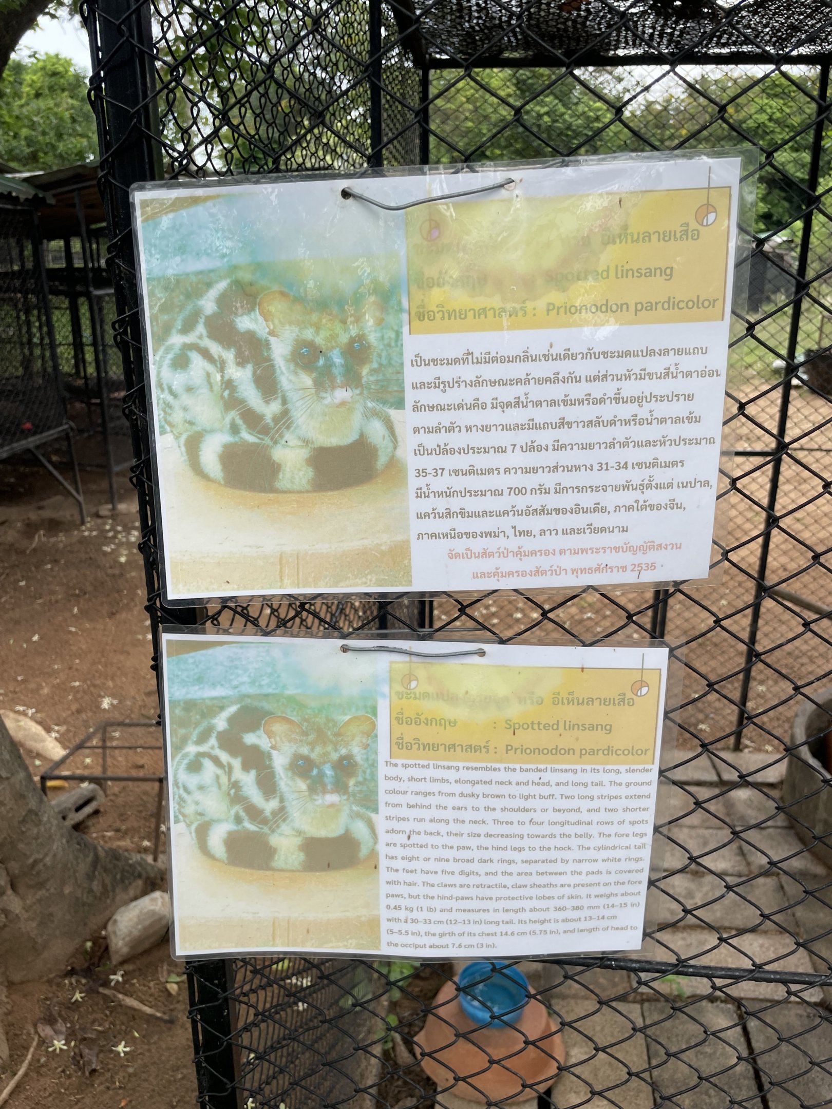 "Spotted Linsang" Sign