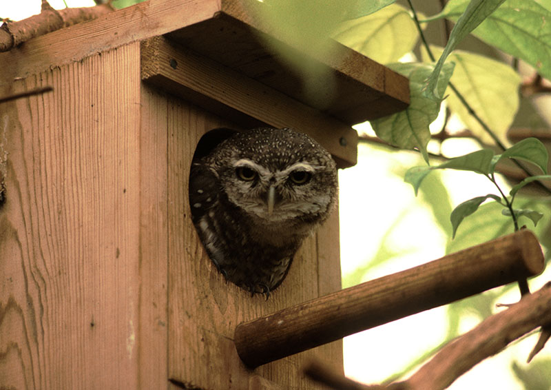 Spotted little owl 1983