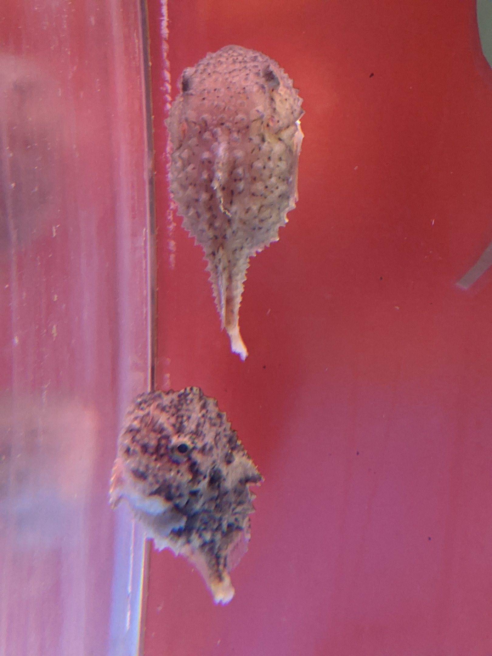 Spotted Lumpfish (Eumicrotremus pacificus), Wakkanai Aquarium