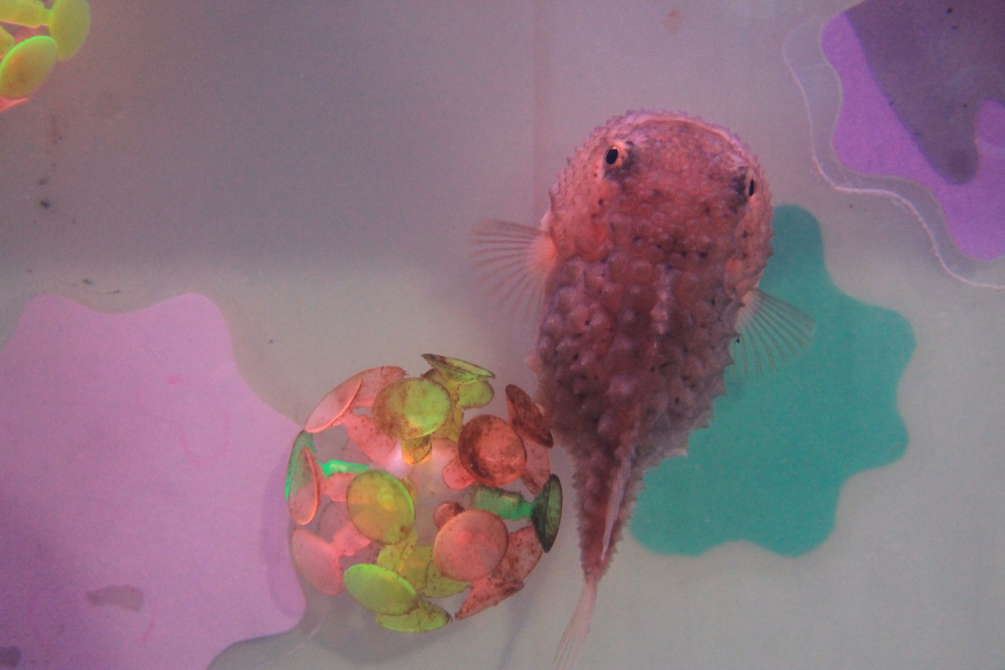 Spotted Lumpfish (Eumicrotremus pacificus), Wakkanai Aquarium