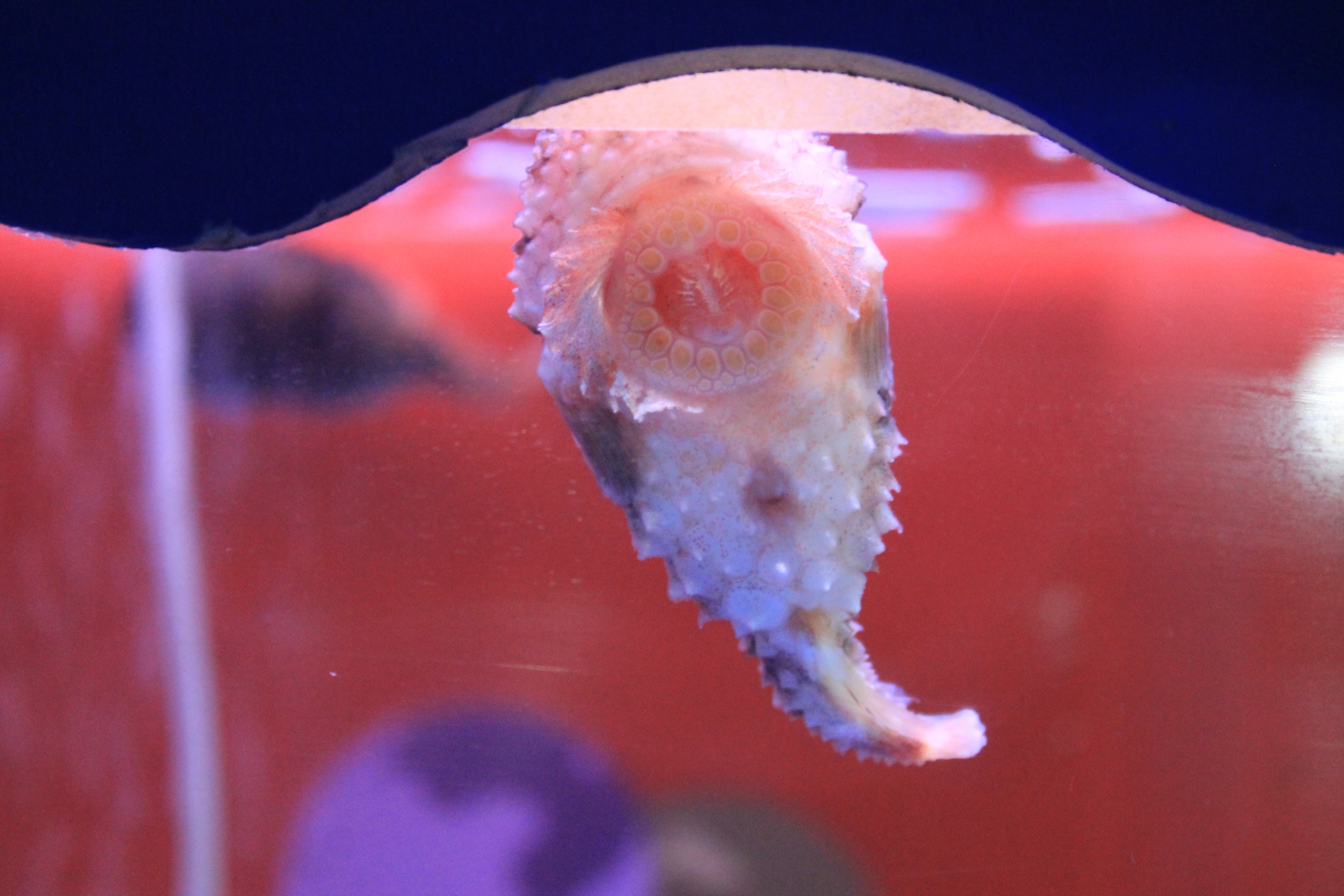 Spotted Lumpfish (Eumicrotremus pacificus), Wakkanai Aquarium