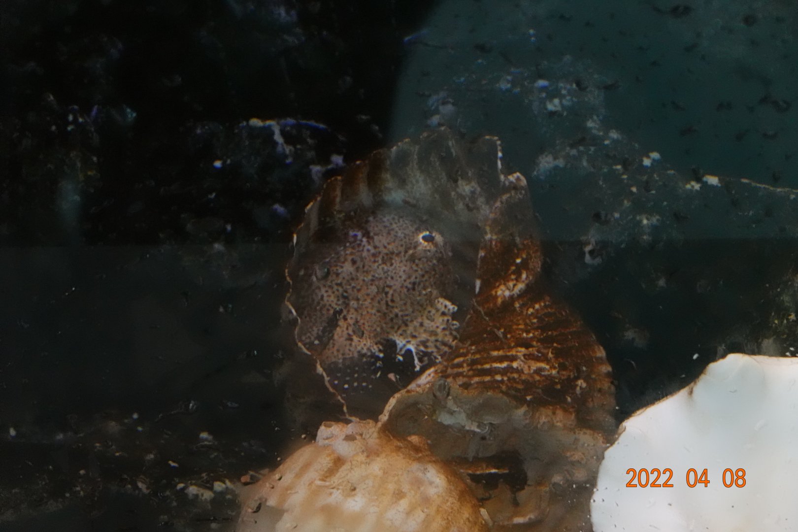 Spotted Lumpsucker (Eumicrotremus pacificus)-Xpark