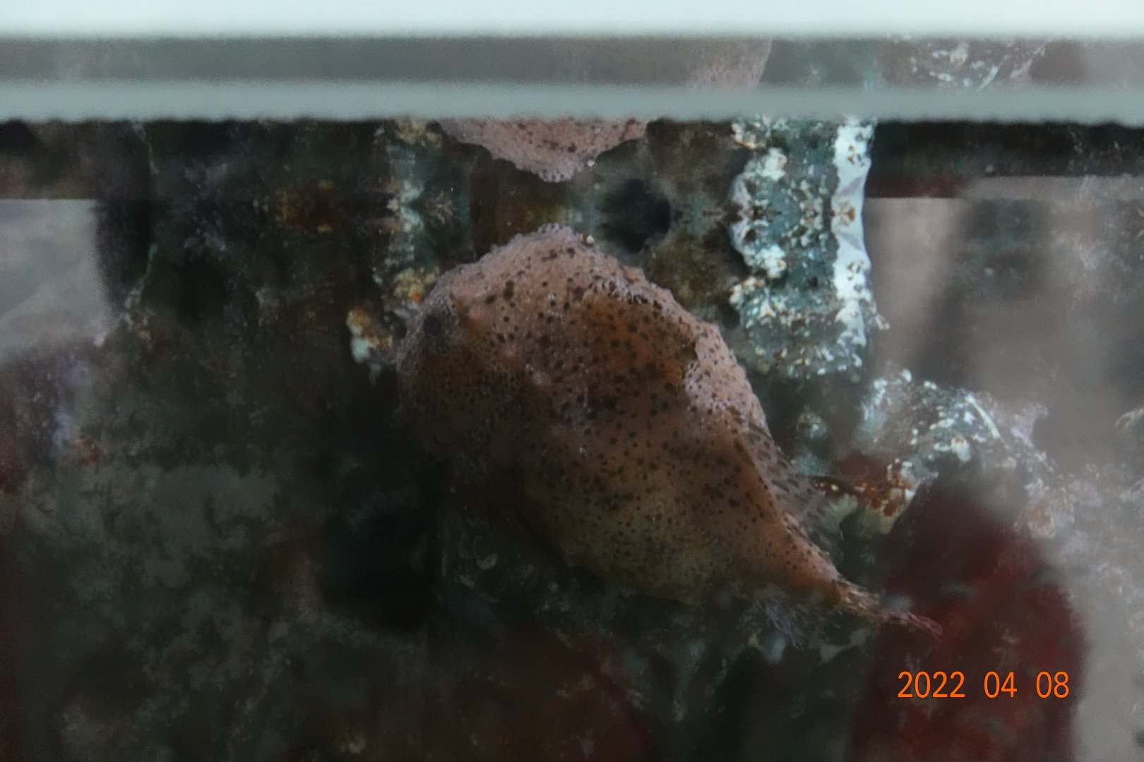 Spotted Lumpsucker (Eumicrotremus pacificus)-Xpark