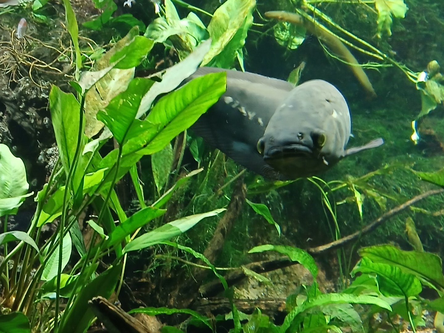 Spotted Lungfish - Seen Jan 29 2025