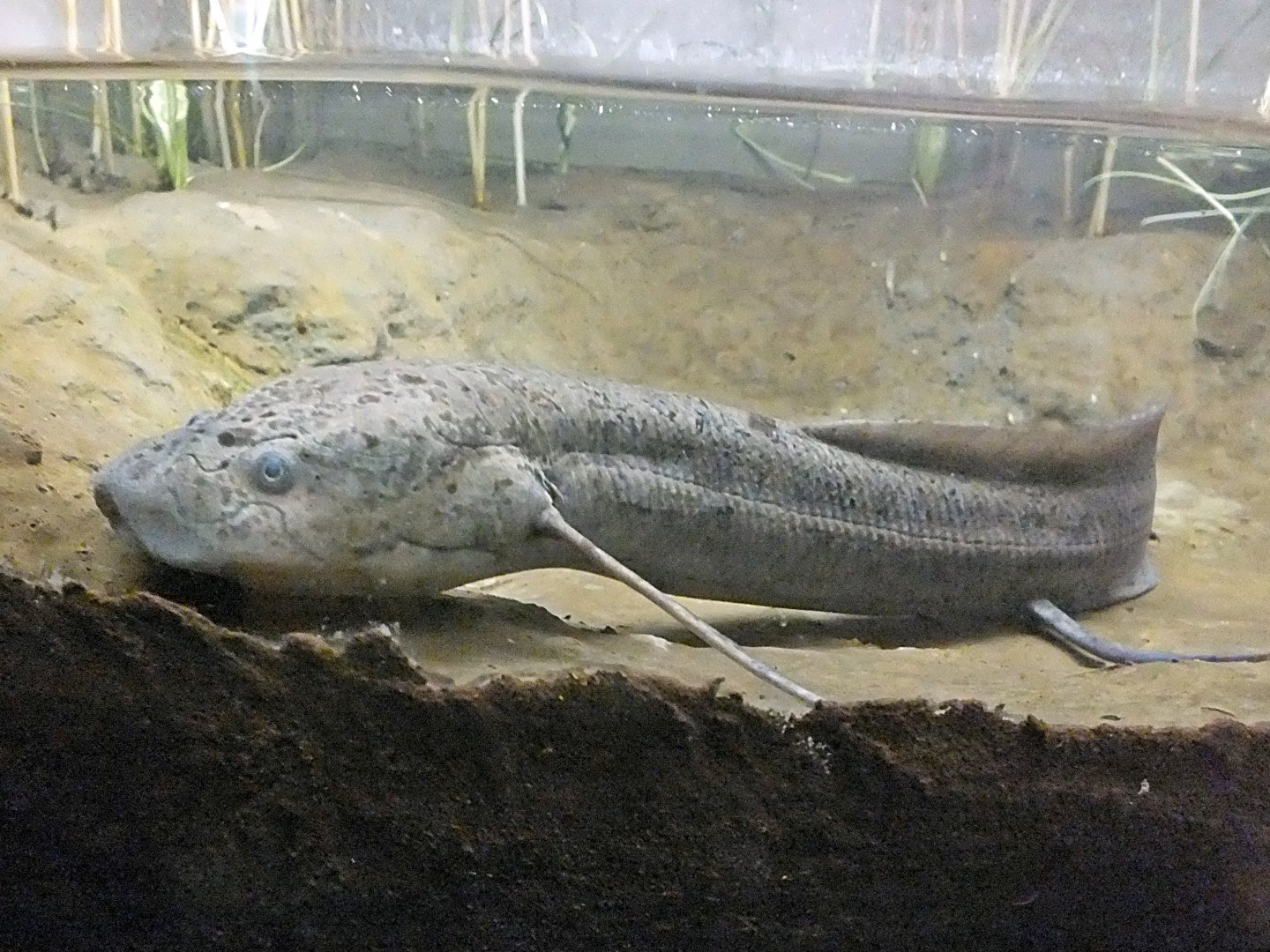 Spotted lungfish