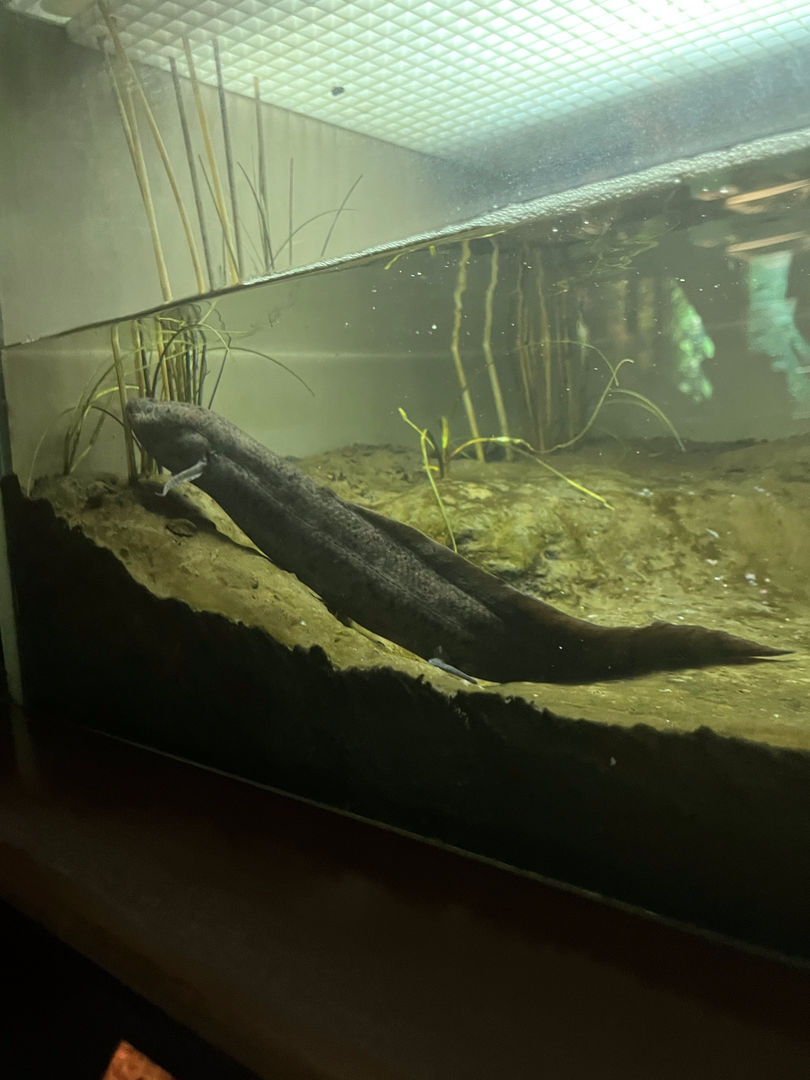 Spotted lungfish