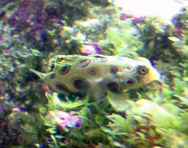 Spotted Mandarinfish (Synchiropus piscturatus)