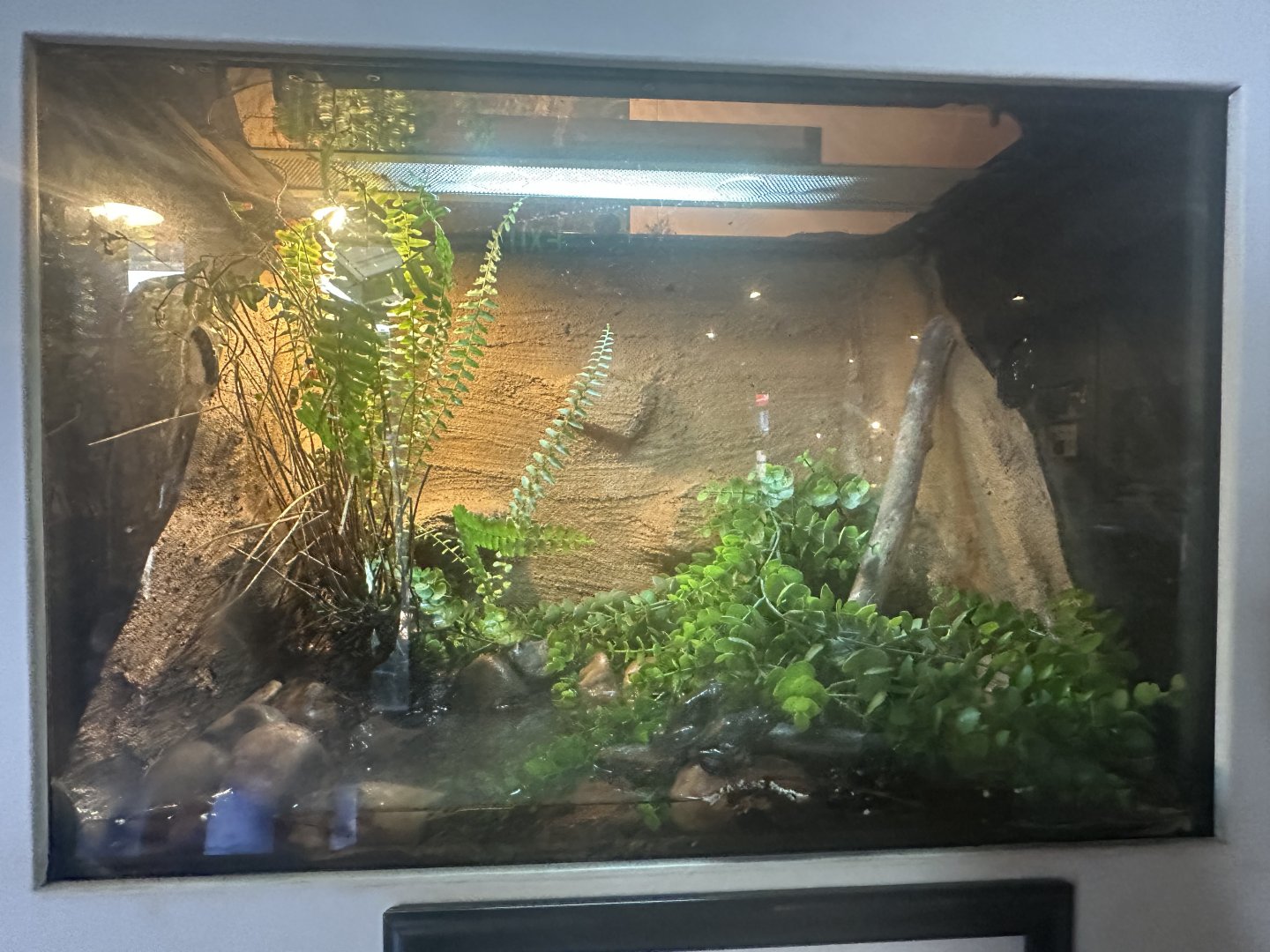 Spotted marsh frog exhibit