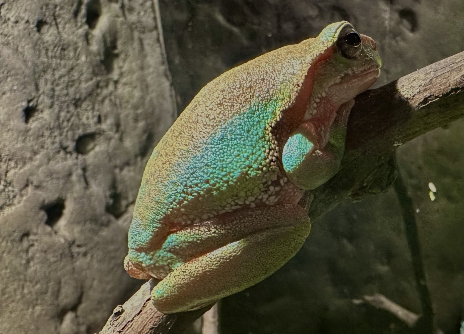 Spotted marsh frog (Limnodynastes tasmaniensis)
