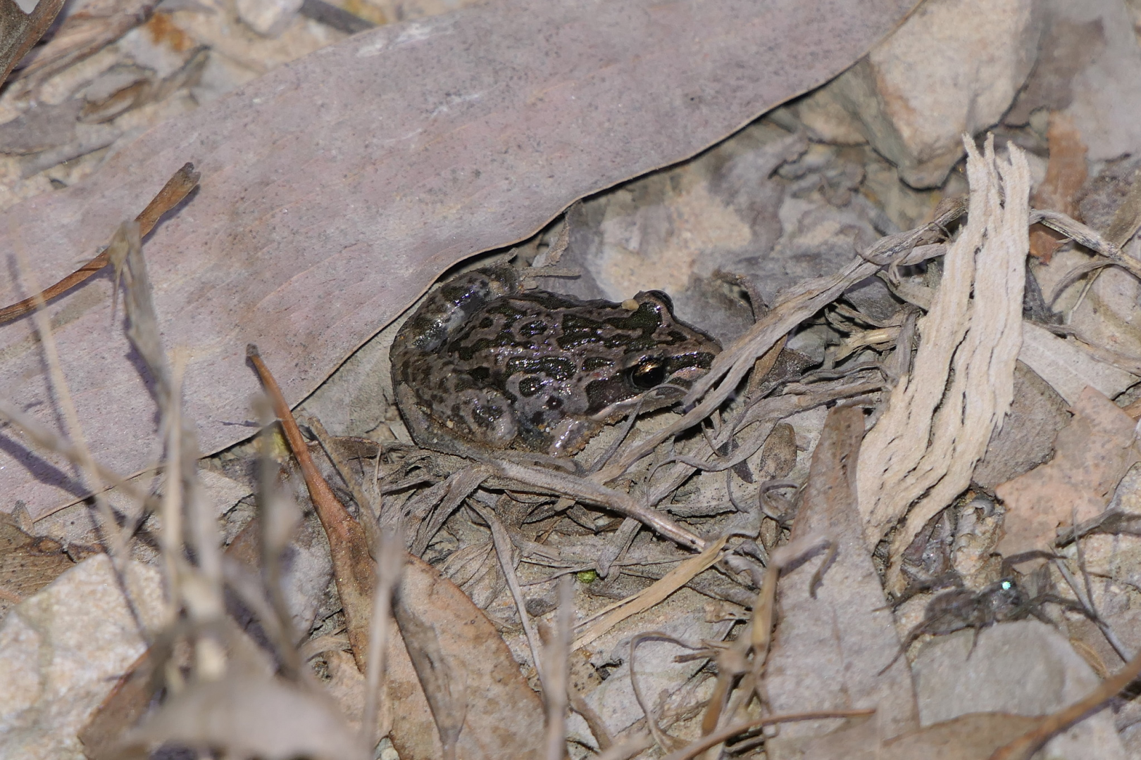 Spotted Marsh Frog (Limnodynastes tasmaniensis)