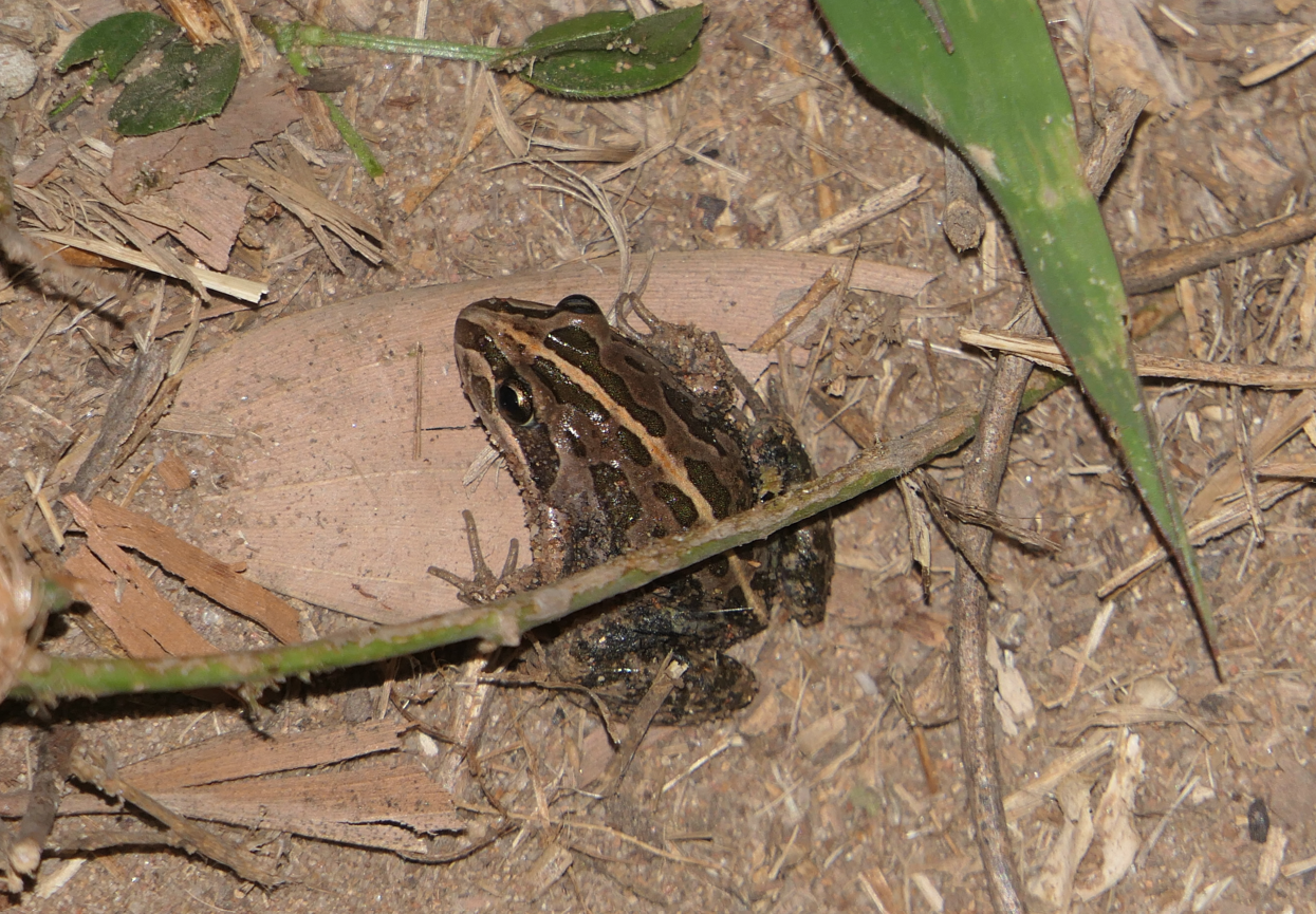Spotted Marsh Frog (Lymnodynastes tasmaniensis)