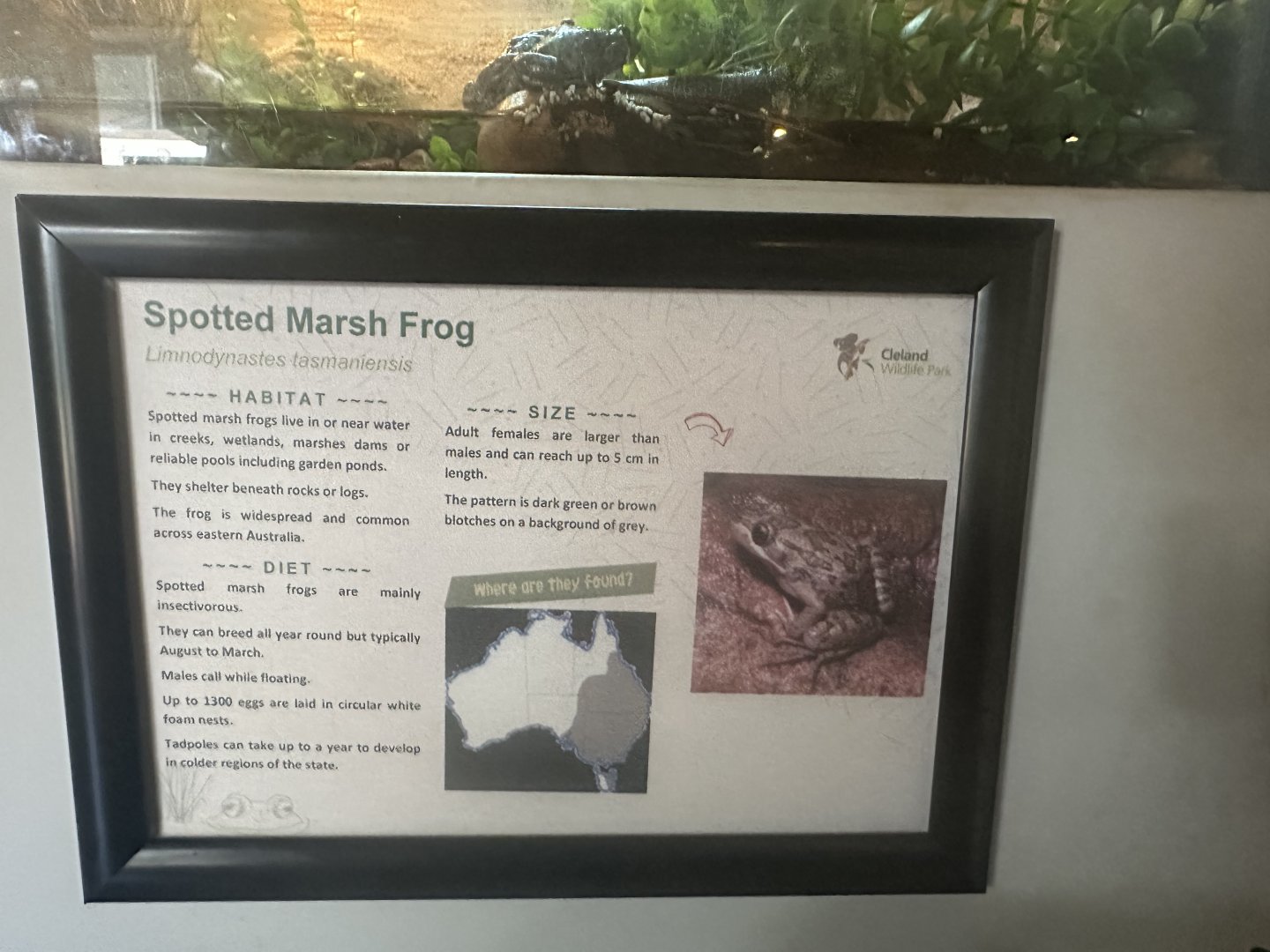 Spotted marsh frog signage