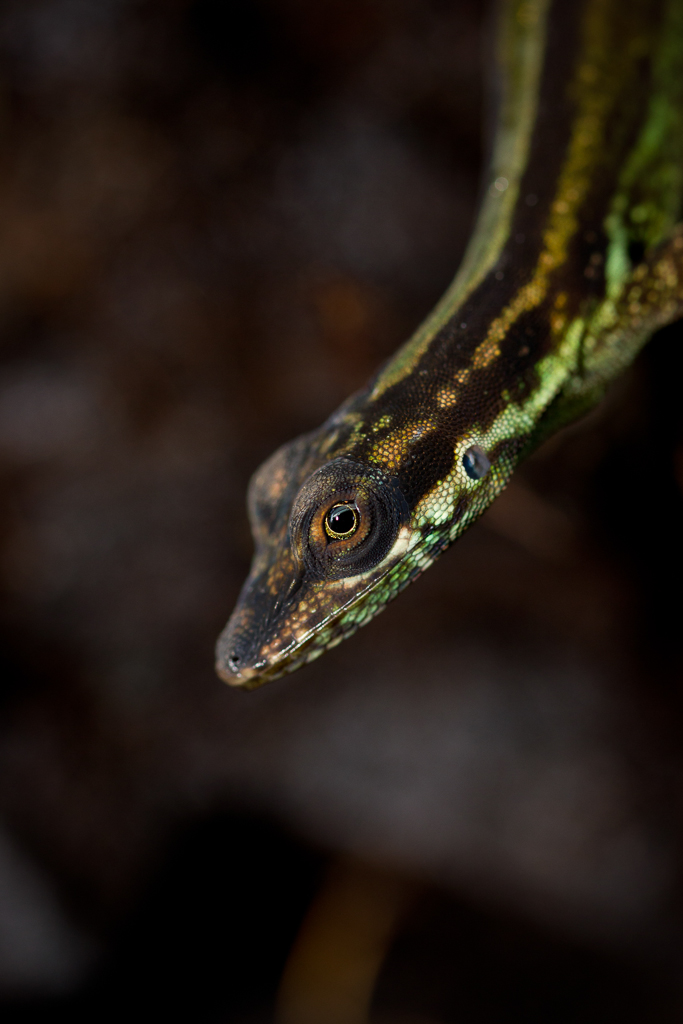 Spotted martinique's anole - Anolis roquet summus
