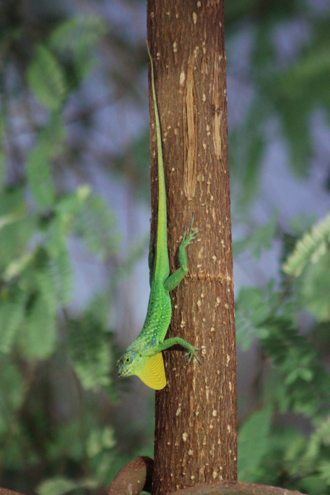 Spotted martinique's anole