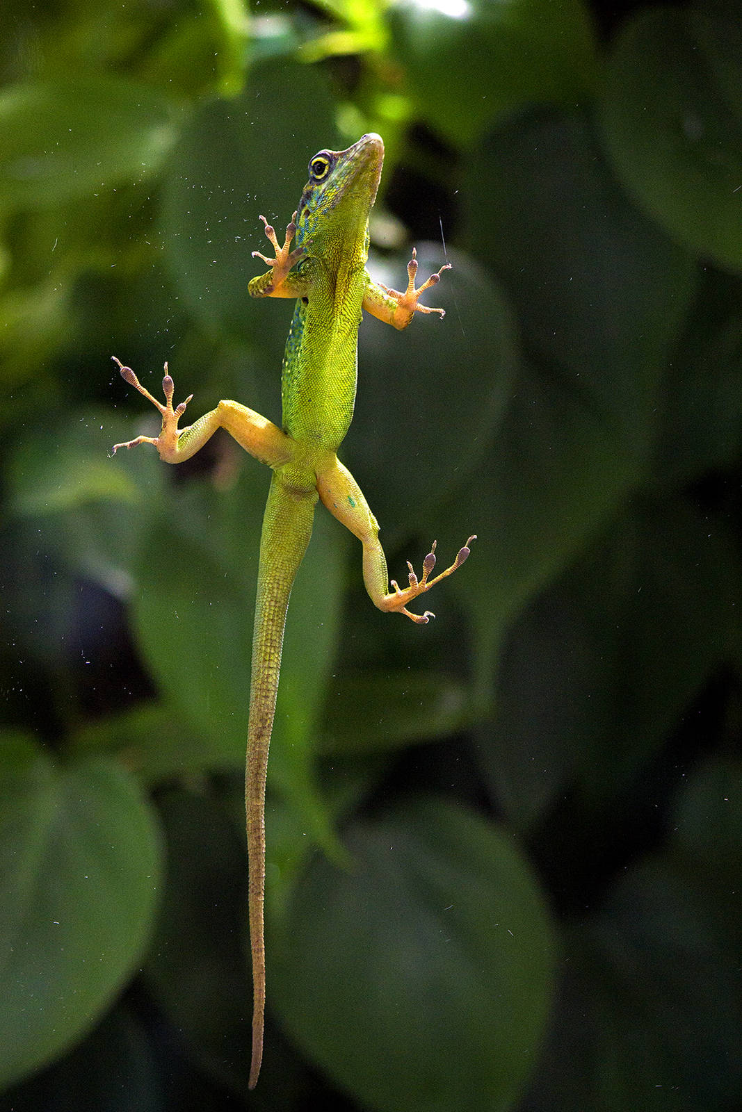 Spotted Martinique's Anole