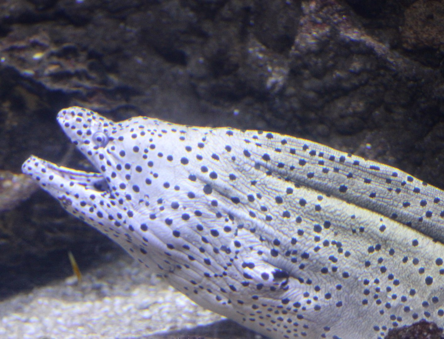 Spotted moray eel - Gymnothorax isingteena