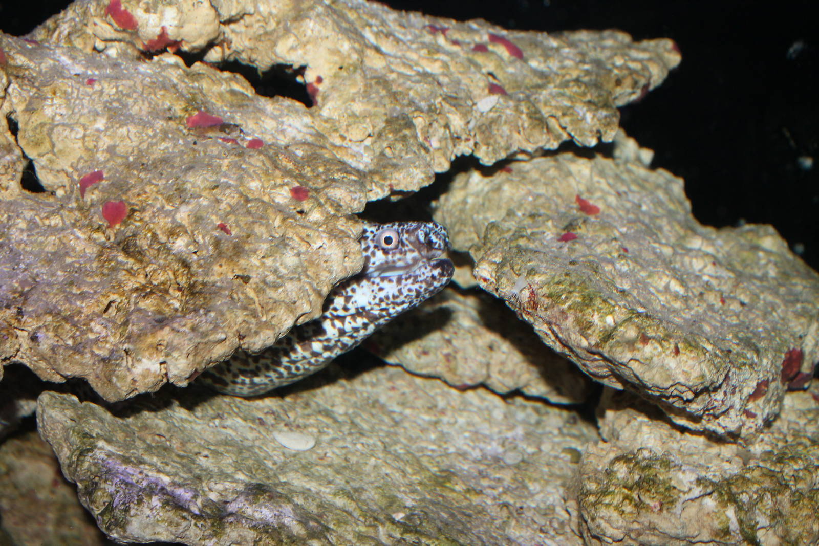 Spotted Moray Eel