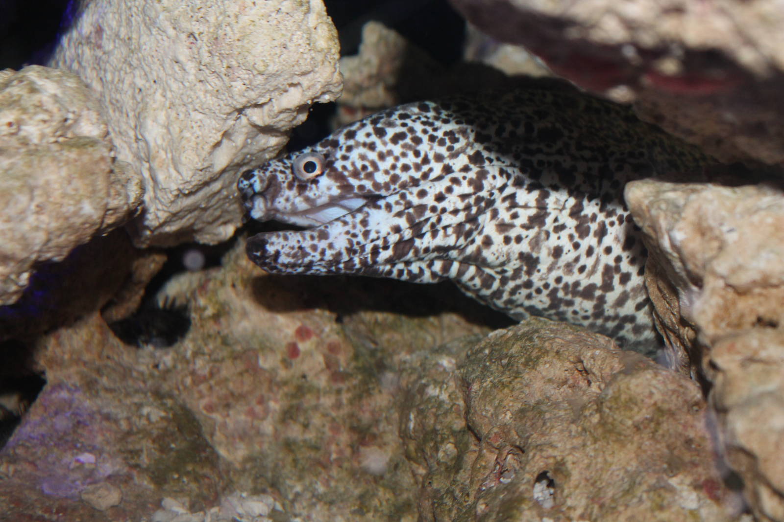 Spotted Moray Eel