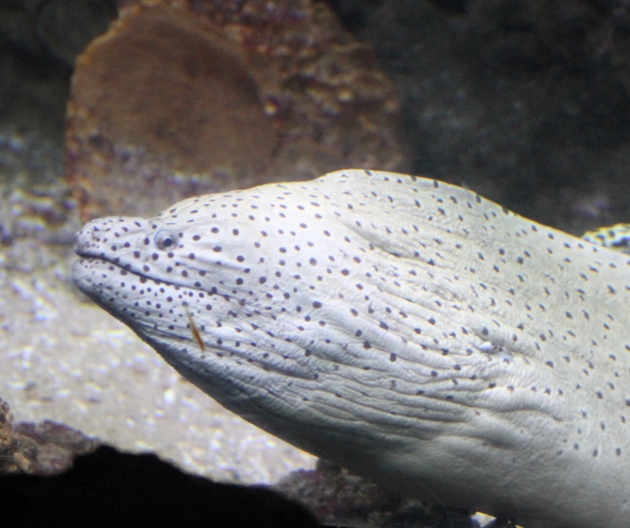 Spotted moray - Gymnothorax isingteena.