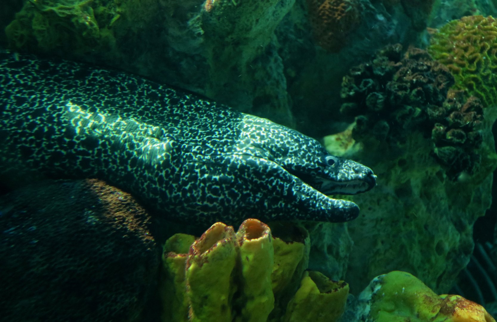 Spotted Moray (Gymnothorax moringa)