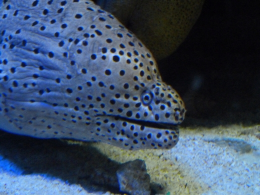 Spotted moray