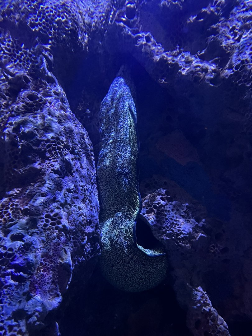 Spotted moray