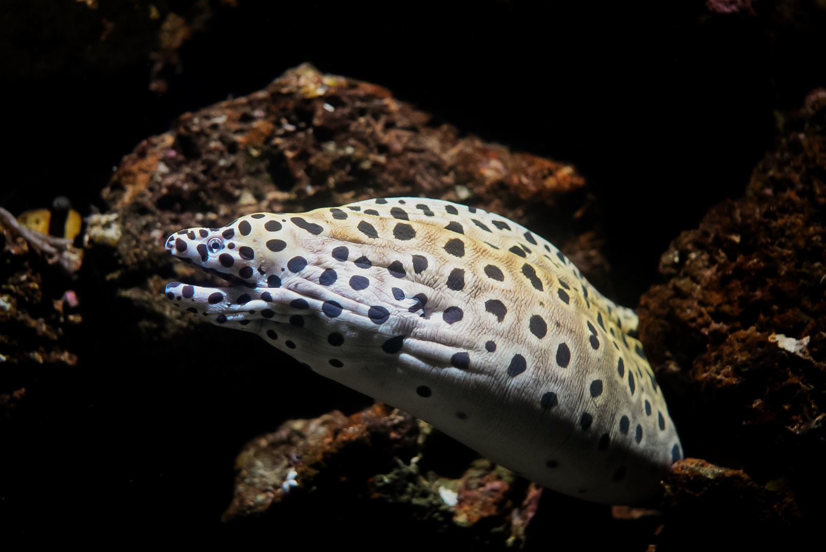 Spotted Moray