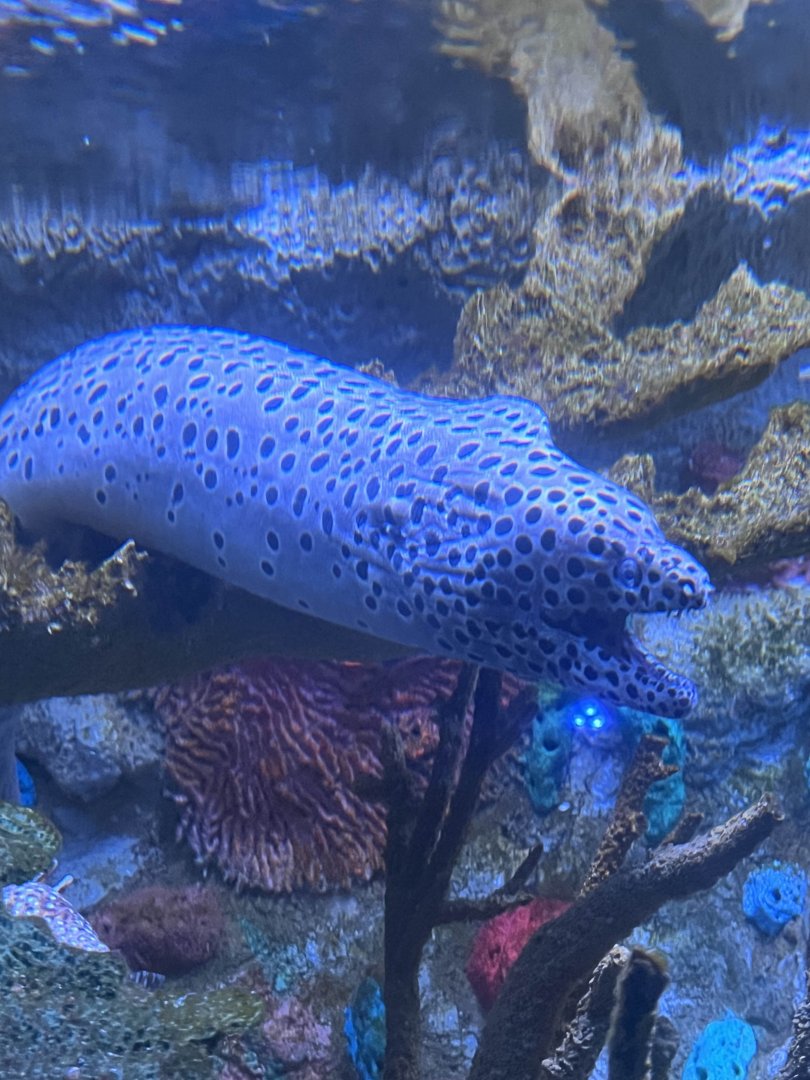 Spotted moray