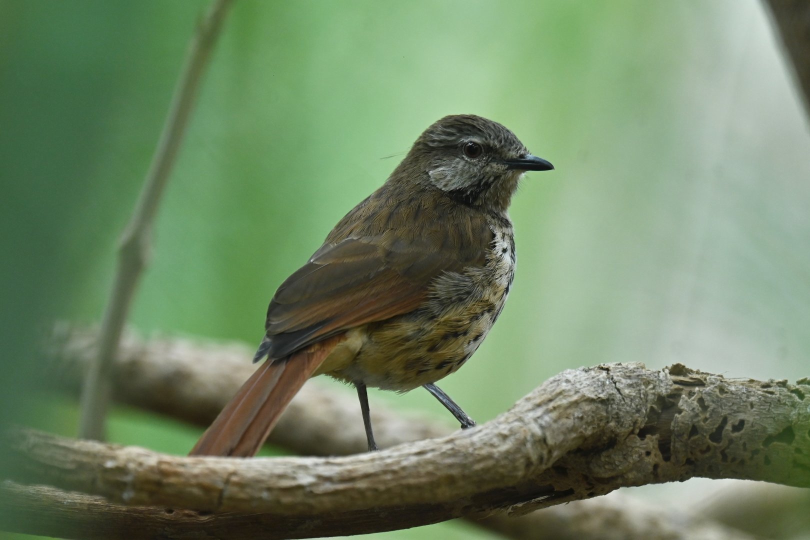 Spotted Morning-Thrush Cichladusa guttata