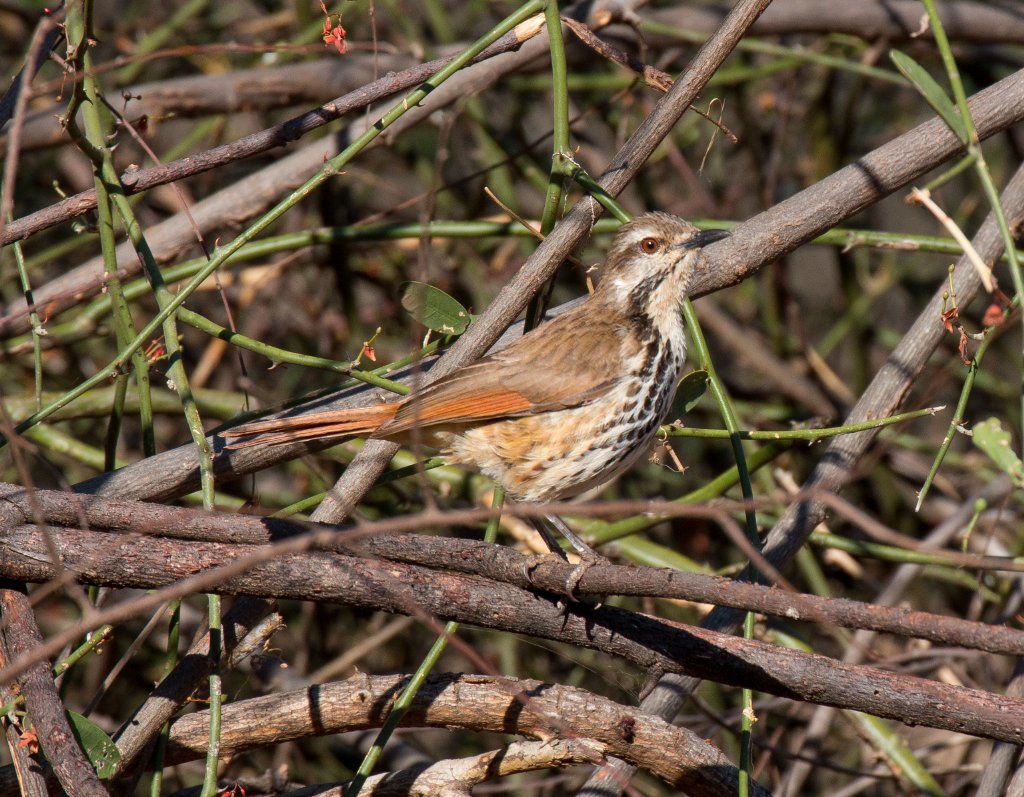 Spotted Morning-thrush