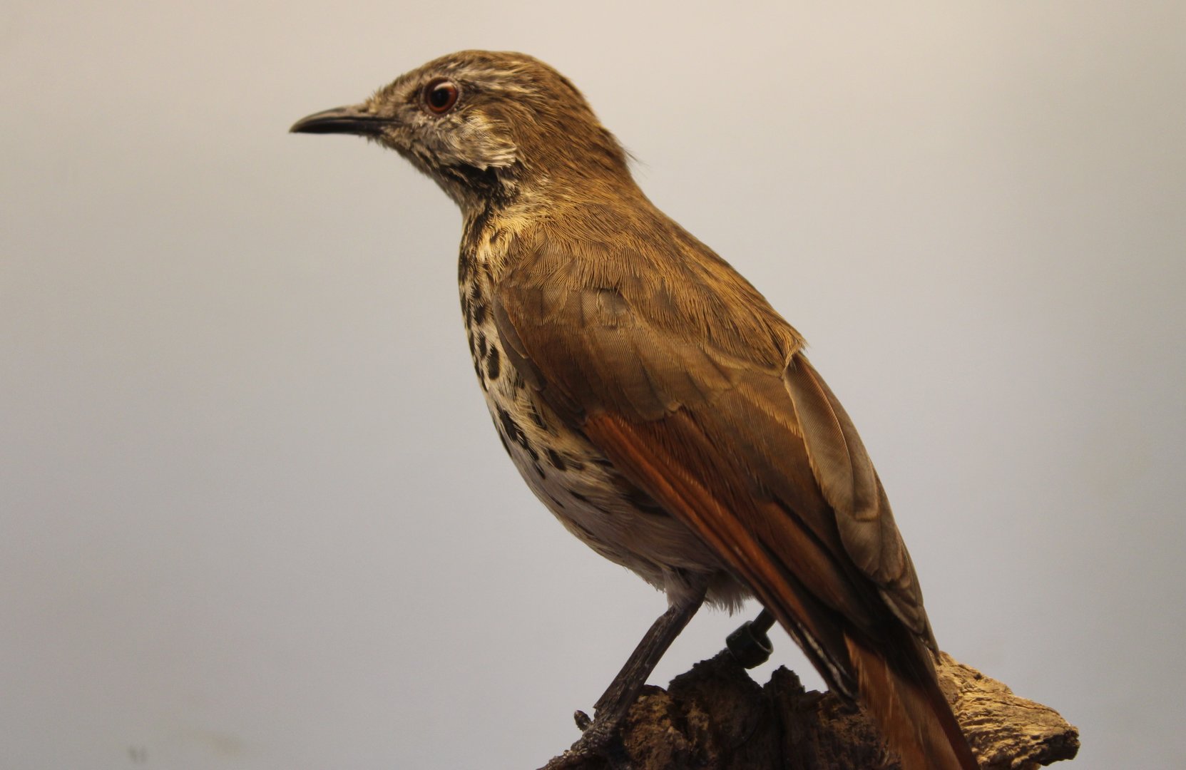 Spotted morning-thrush