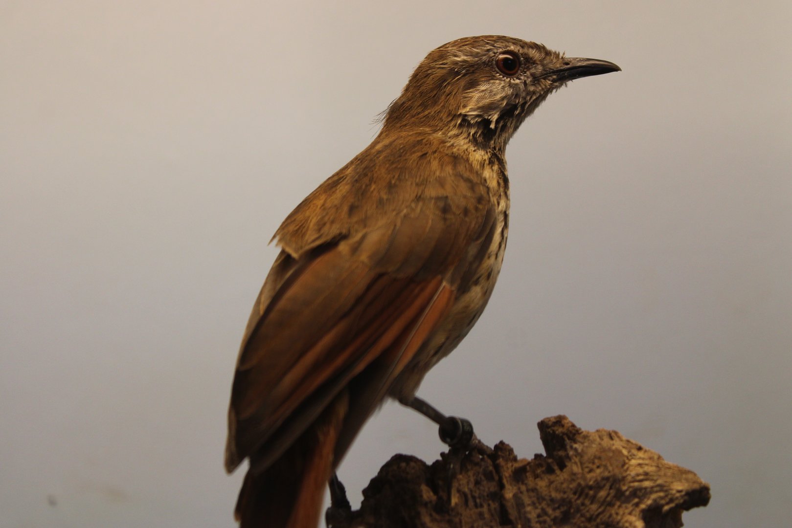 Spotted morning-thrush