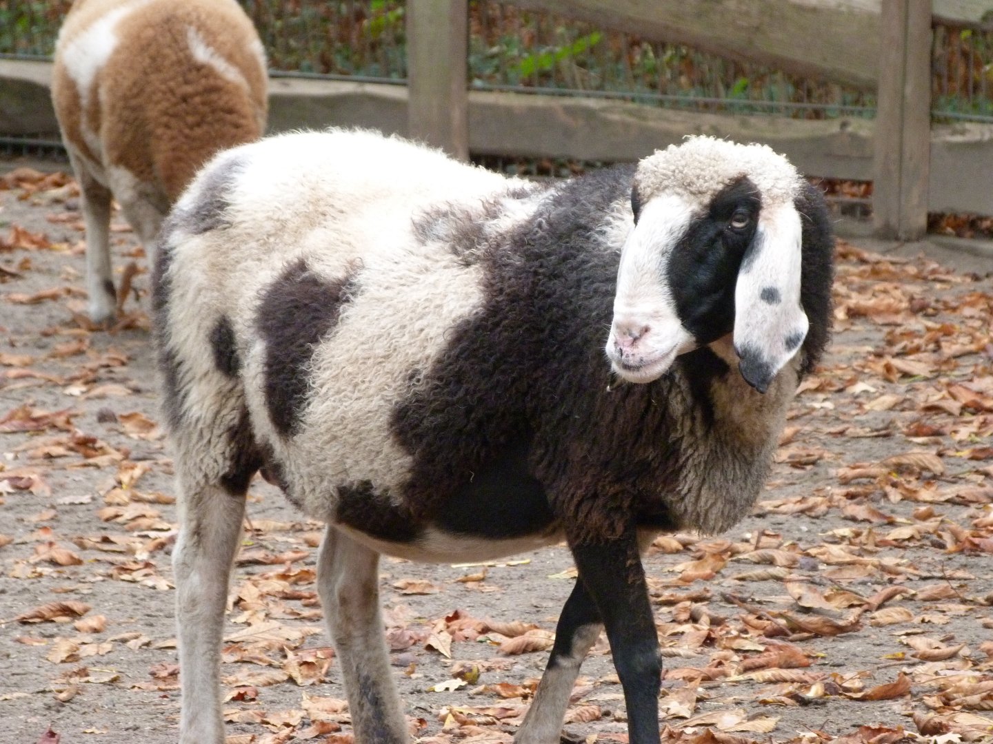 Spotted mountain sheep -Tierpark Berlin (2024)