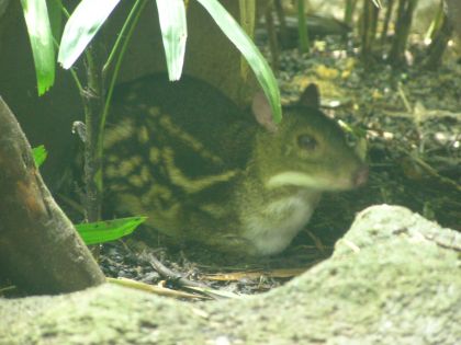 Spotted Mousedeer, Singapore Zoo