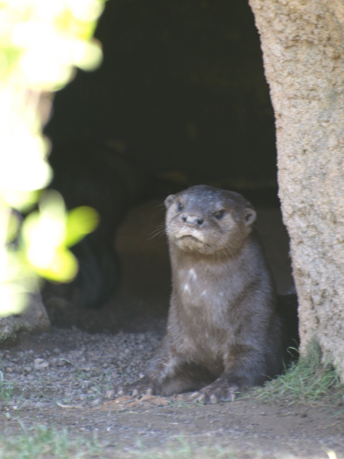 spotted neck otter