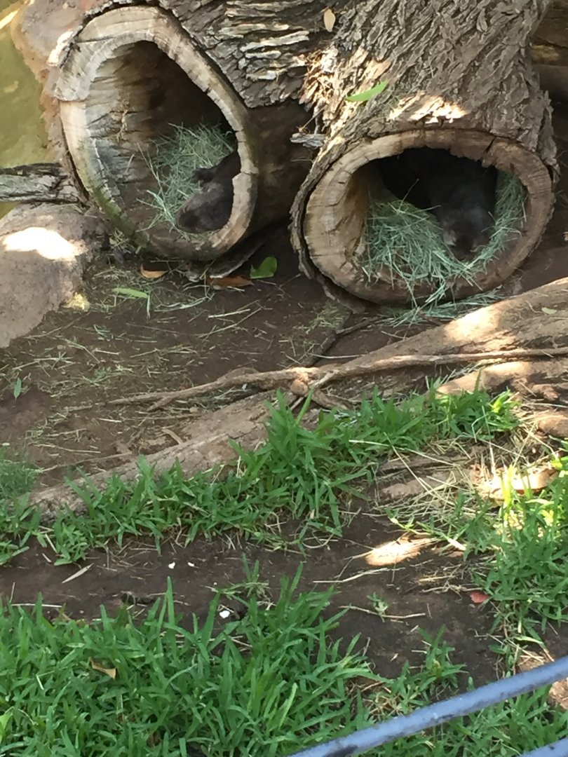 Spotted Neck Otters 6-22-2019
