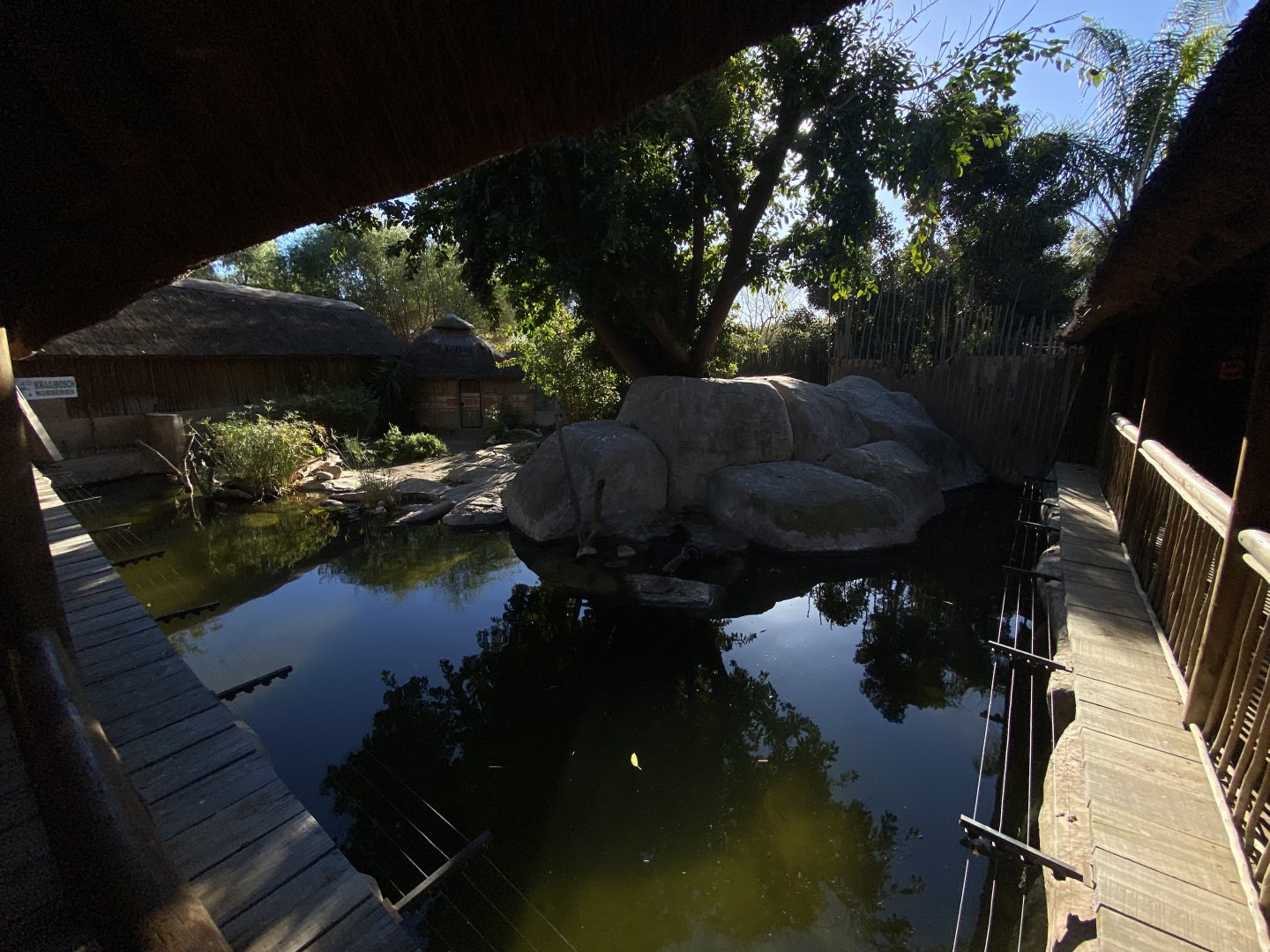 Spotted-necked otter enclosure