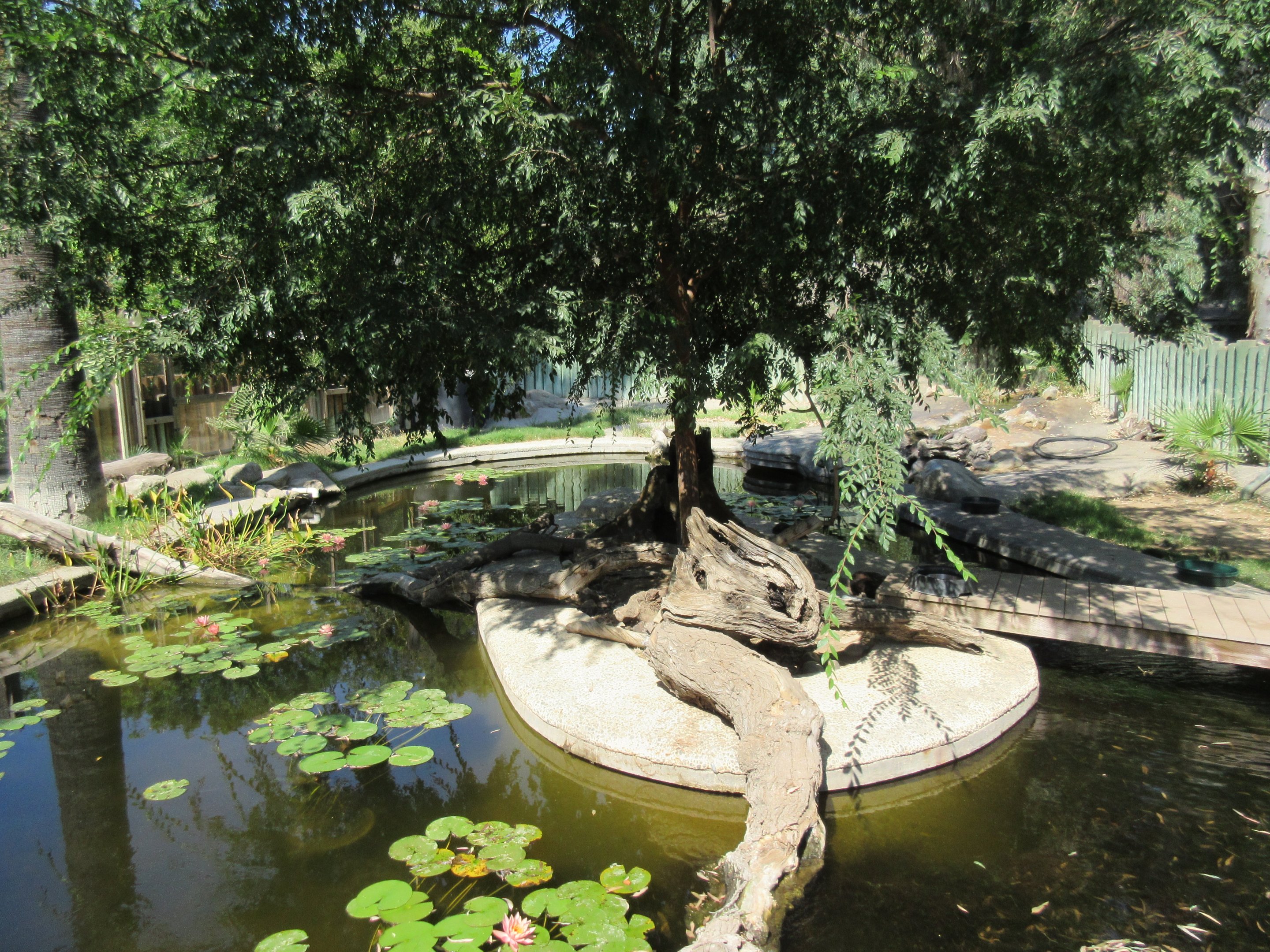 Spotted-Necked Otter Exhibit (old pinniped pool)