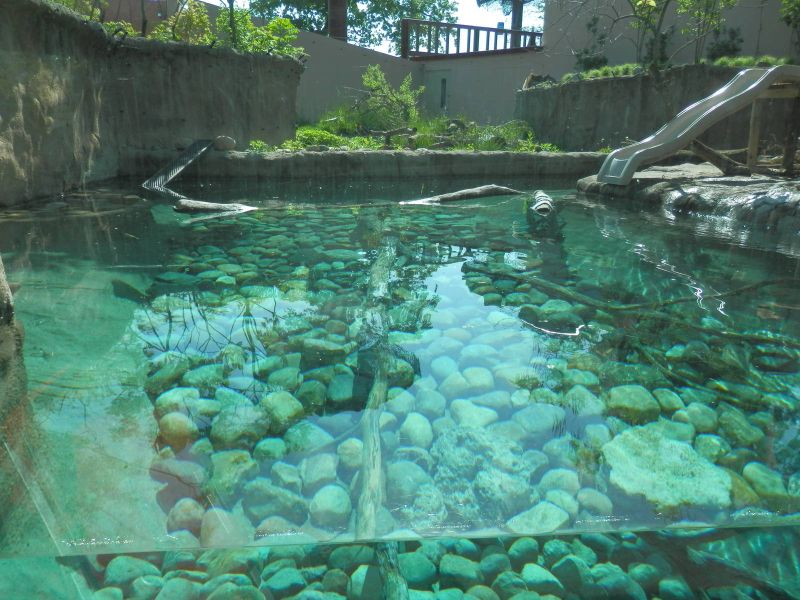 Spotted-Necked Otter exhibit