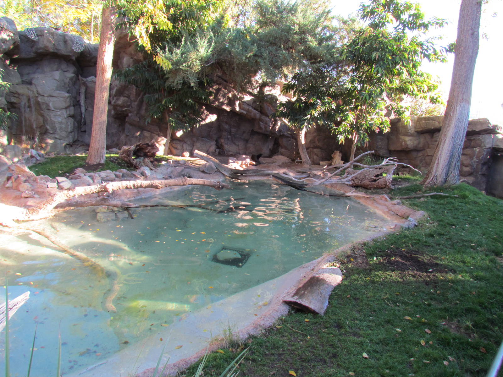 Spotted-necked Otter Exhibit