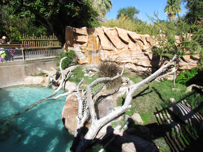 Spotted-necked Otter Exhibit