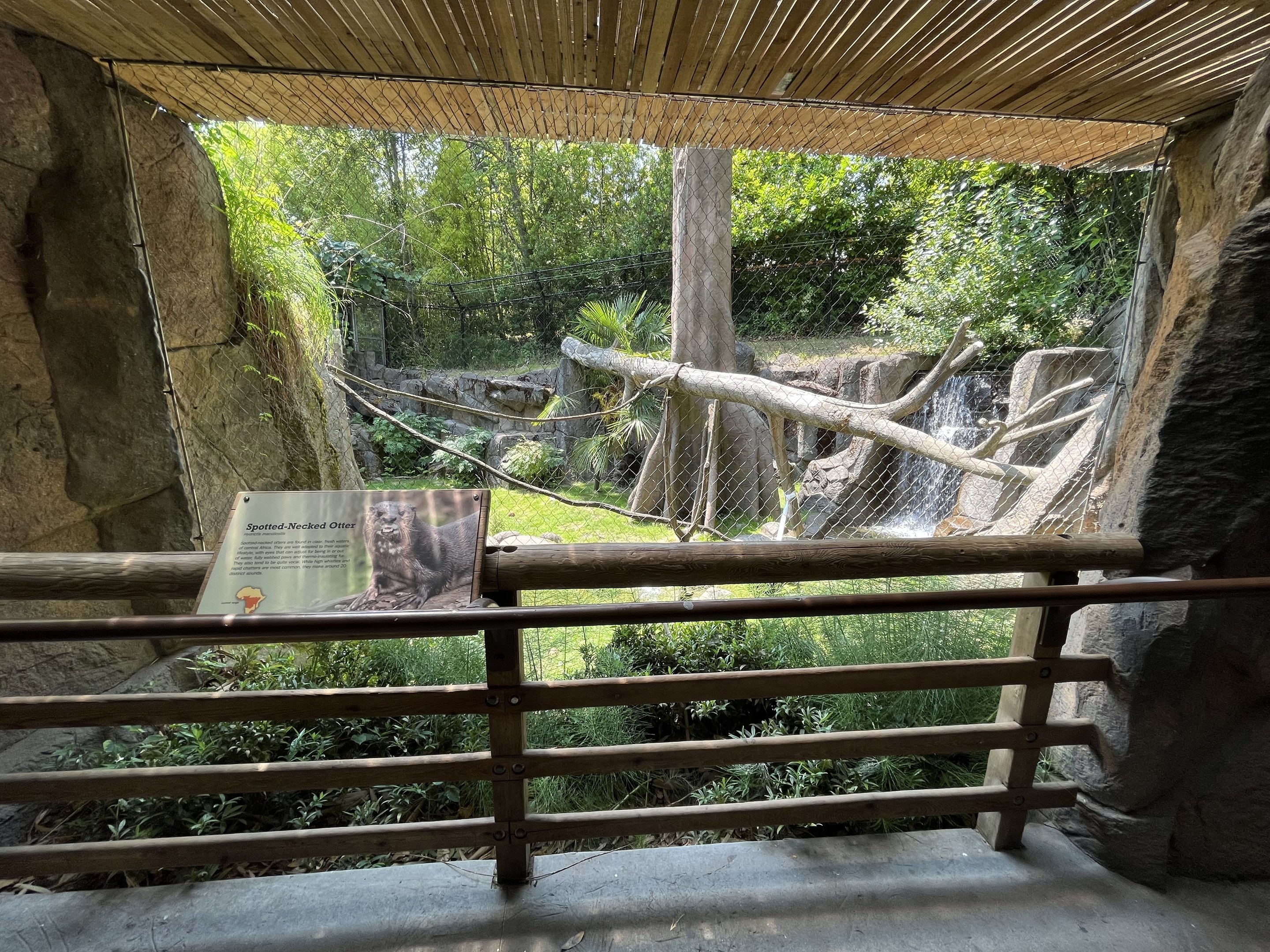 Spotted-Necked Otter Exhibit