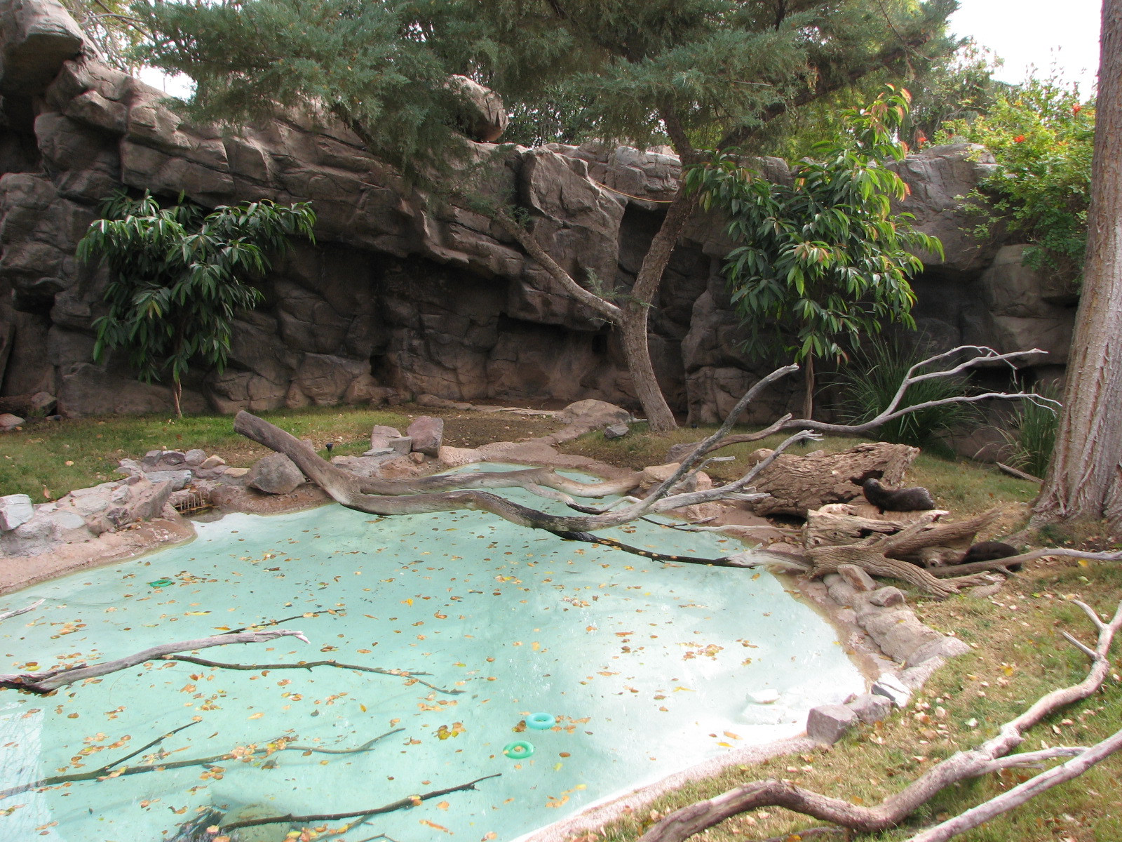 Spotted Necked Otter Exhibit