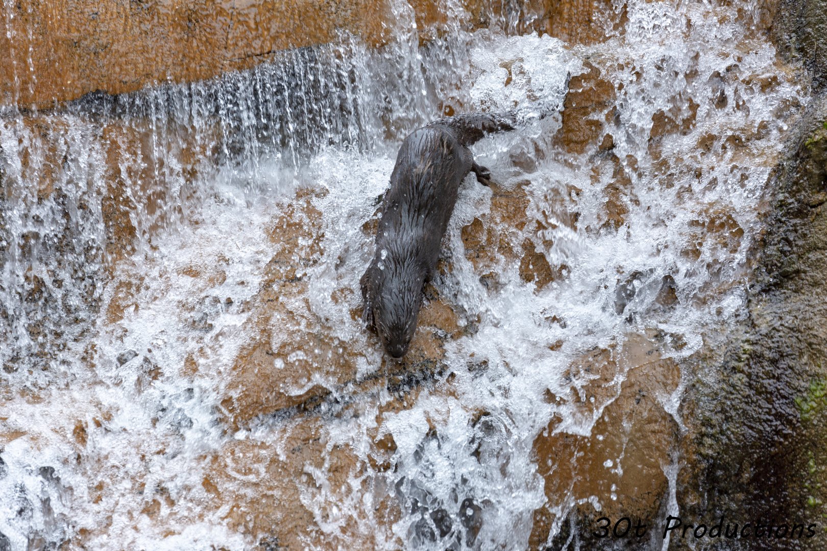 Spotted Necked Otter going down water fall