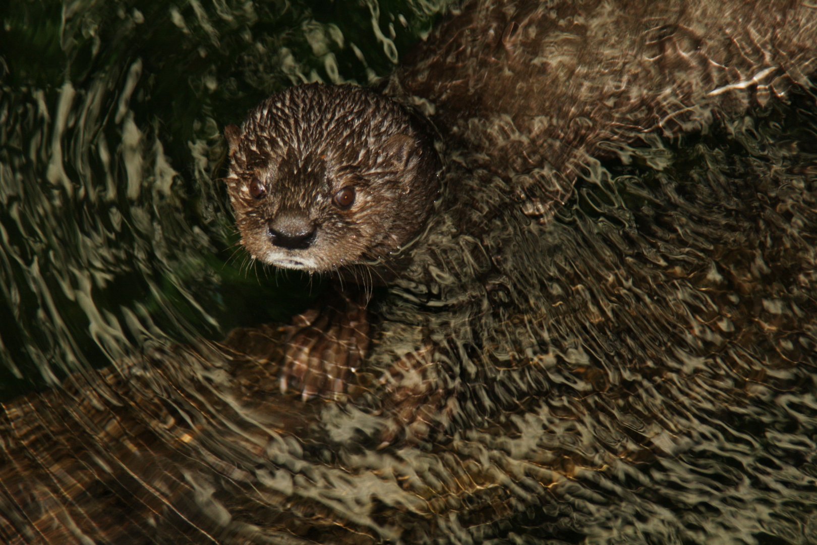 spotted-necked otter (Hydrictis maculicollis) 2010