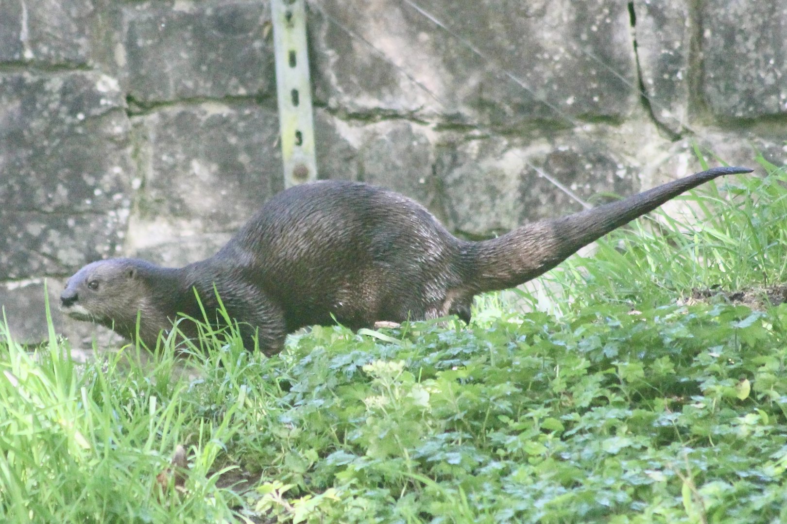 Spotted-necked otter (Hydrictis maculicollis) at Belfast Zoo (25/08/2023)