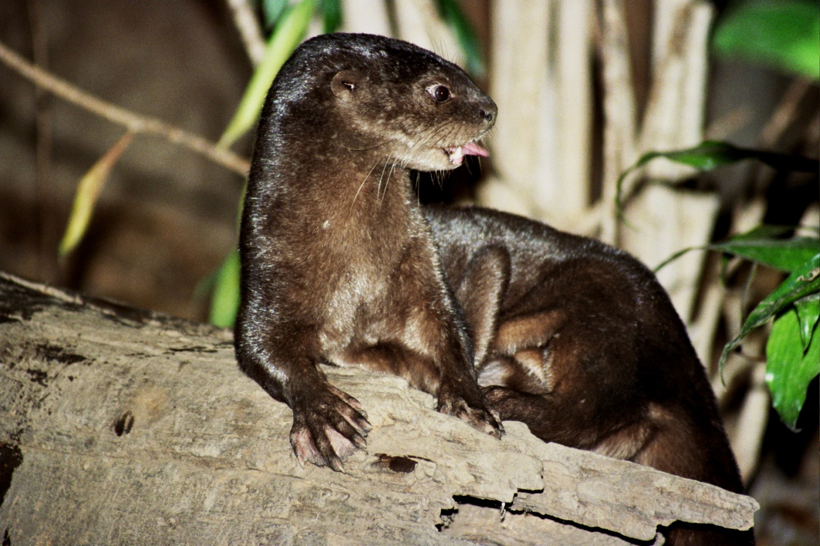 spotted-necked otter (Hydrictis maculicollis) scanned from 2006