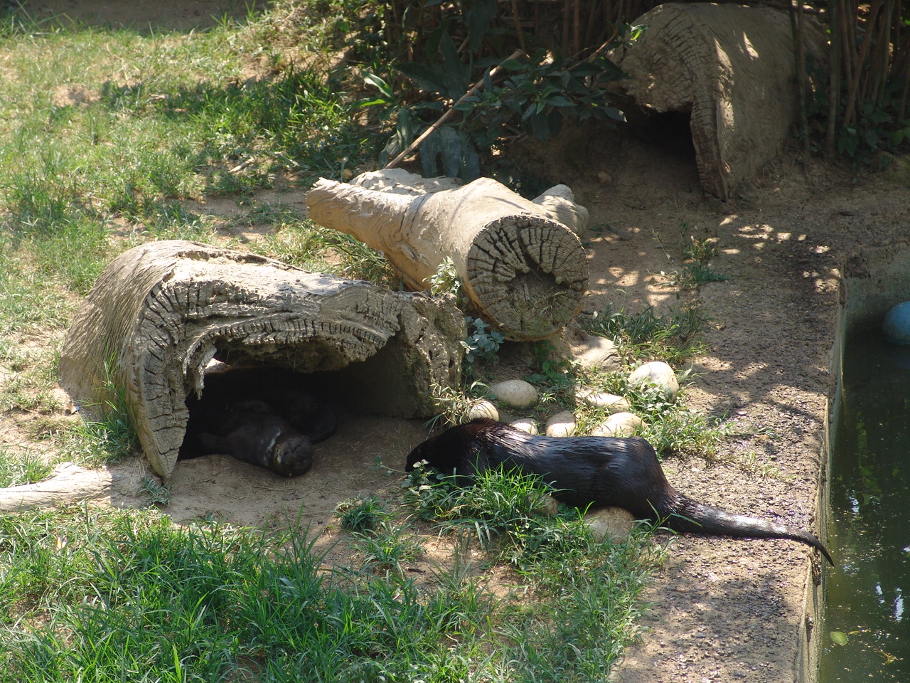 Spotted-necked Otter (Hydrictis maculicollis)