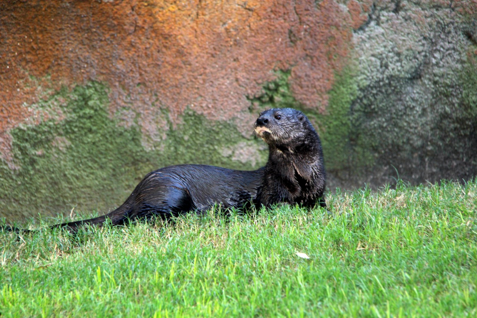 spotted-necked otter (Hydrictis maculicollis)